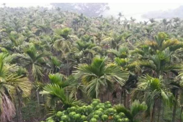 槟榔的种植密度，每亩地栽植100株左右