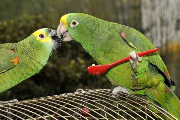 鹦鹉的繁殖过程，交配后每巢一般会产5-6个卵