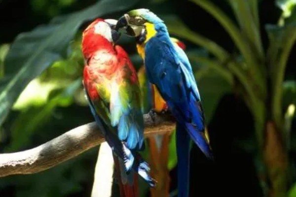 鹦鹉的繁殖过程，交配后每巢一般会产5-6个卵