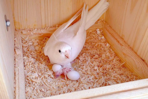 鹦鹉的繁殖过程，交配后每巢一般会产5-6个卵