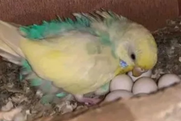 鹦鹉的繁殖过程，交配后每巢一般会产5-6个卵