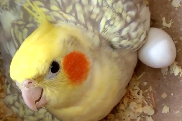 鹦鹉的繁殖过程，交配后每巢一般会产5-6个卵