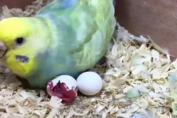鹦鹉的繁殖过程，交配后每巢一般会产5-6个卵
