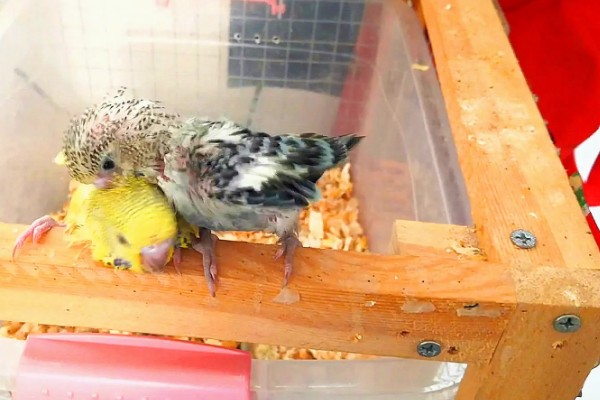 鹦鹉的繁殖过程，交配后每巢一般会产5-6个卵