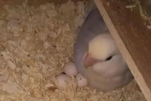 鹦鹉的繁殖过程，交配后每巢一般会产5-6个卵