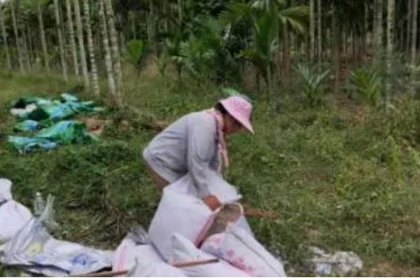 槟榔的种植密度，每亩地栽植100株左右