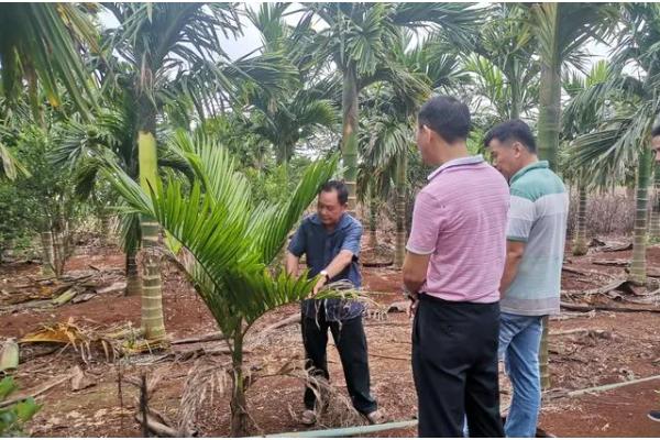槟榔的种植密度，每亩地栽植100株左右