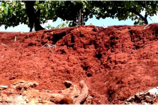 槟榔的种植密度，每亩地栽植100株左右