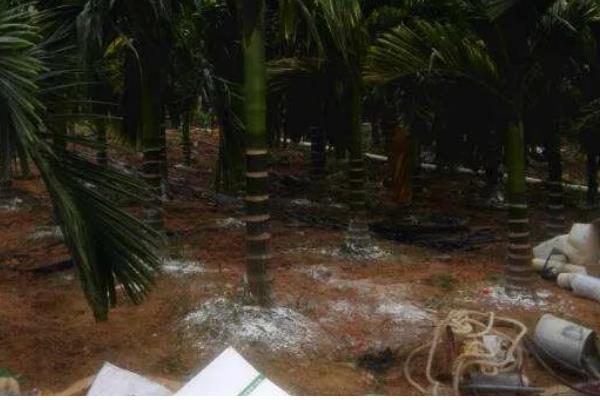 槟榔的种植密度，每亩地栽植100株左右