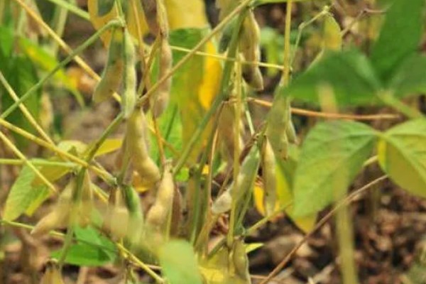 大豆缺钙怎么办，酸性土壤可亩施石灰15-25公斤