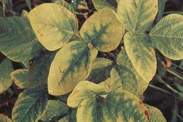 大豆缺钙怎么办，酸性土壤可亩施石灰15-25公斤