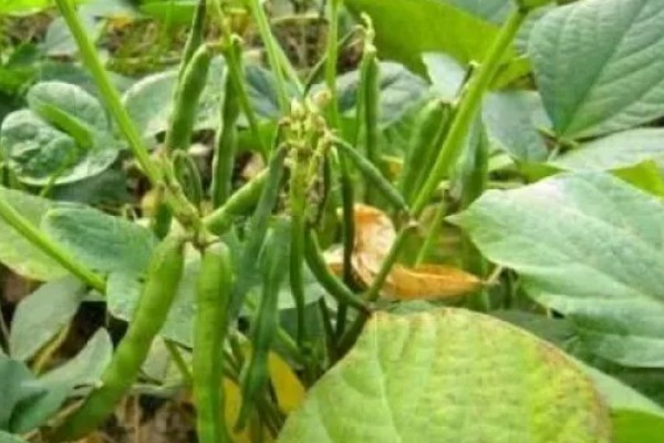 大豆缺钙怎么办，酸性土壤可亩施石灰15-25公斤