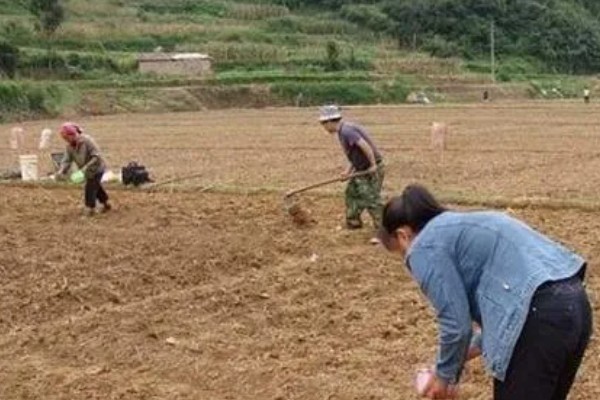 大豆缺钙怎么办，酸性土壤可亩施石灰15-25公斤