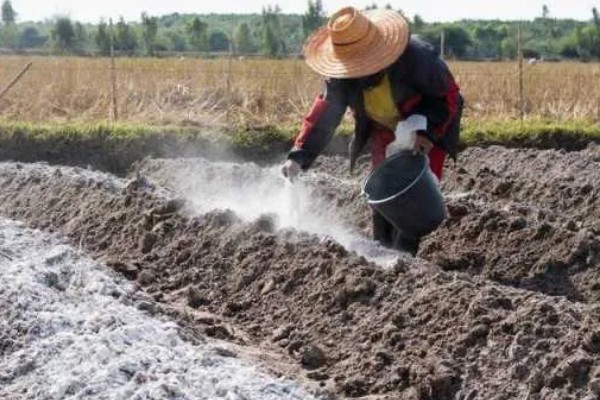 大豆缺钙怎么办，酸性土壤可亩施石灰15-25公斤