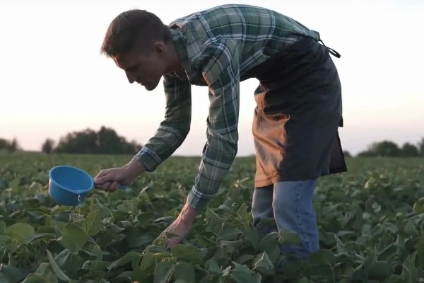 大豆缺钙怎么办，酸性土壤可亩施石灰15-25公斤