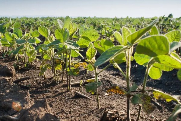 大豆缺钙怎么办，酸性土壤可亩施石灰15-25公斤