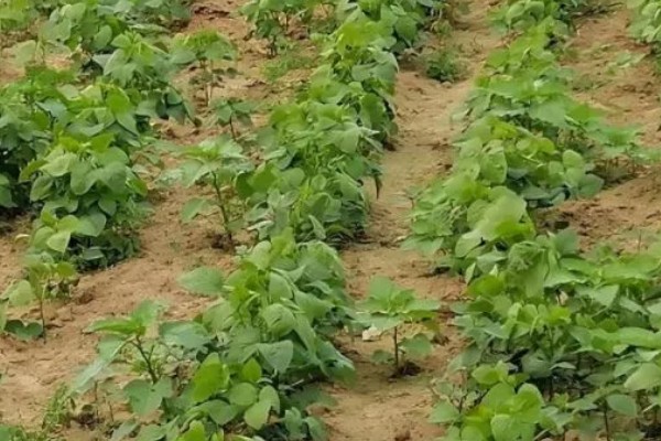 大豆缺钙怎么办，酸性土壤可亩施石灰15-25公斤