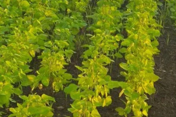 大豆缺钙怎么办，酸性土壤可亩施石灰15-25公斤