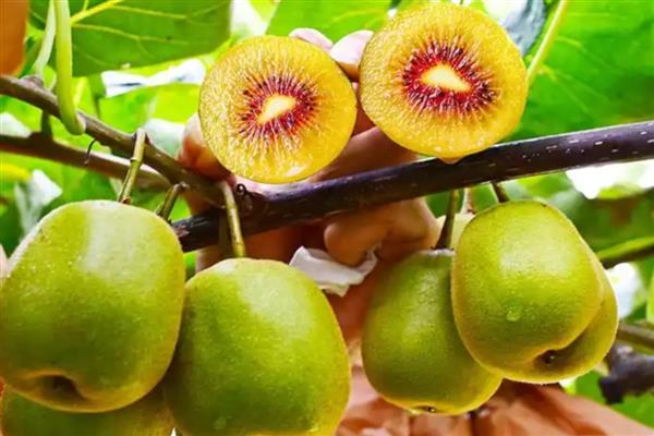 红心猕猴桃的成熟时间，一般在8月下旬至9月中旬