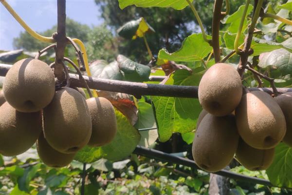 红心猕猴桃的成熟时间，一般在8月下旬至9月中旬