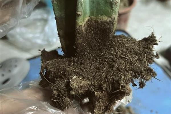 量天尺烂根了怎么处理，将腐烂的根系剪掉