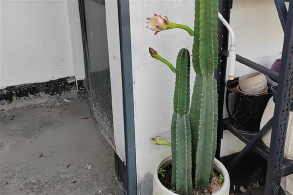 量天尺烂根了怎么处理，将腐烂的根系剪掉