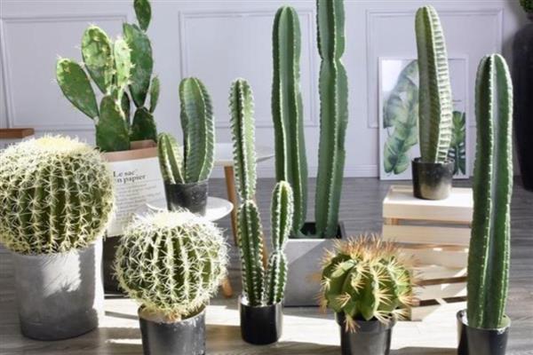 量天尺烂根了怎么处理，将腐烂的根系剪掉