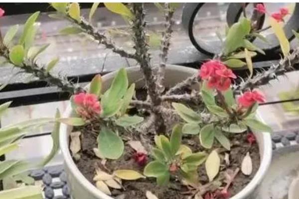 虎刺梅的剪枝方法,幼苗期应摘心抹芽