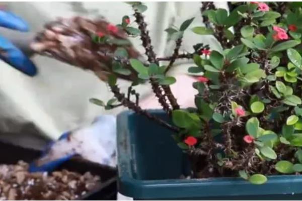 虎刺梅的剪枝方法,幼苗期应摘心抹芽