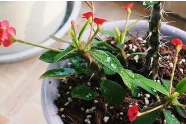 虎刺梅的剪枝方法,幼苗期应摘心抹芽