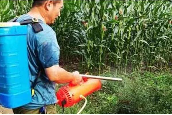 玉米螟虫何时防治，大喇叭口期是适宜时期