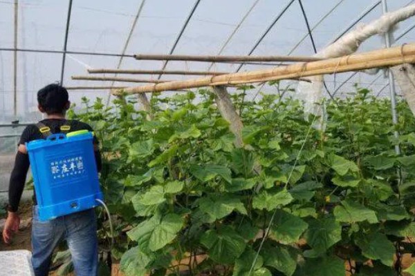 拿敌稳5克要配多少水，通常取决于它的使用对象