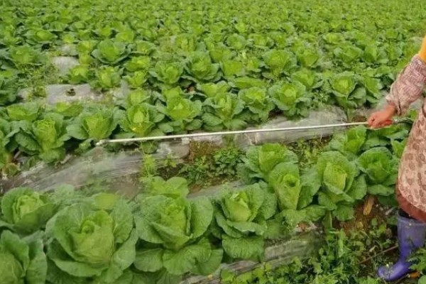 拿敌稳5克要配多少水，通常取决于它的使用对象