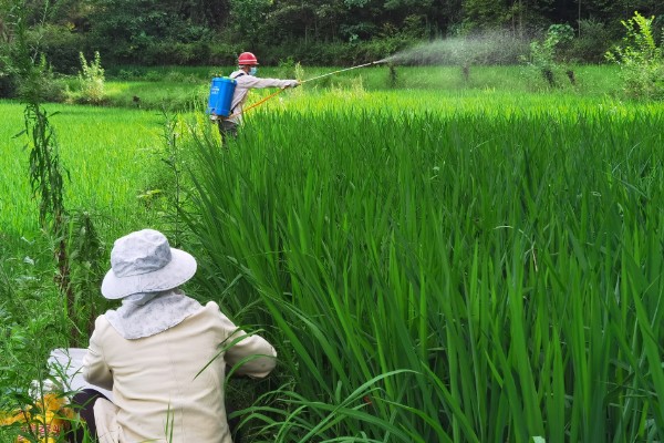 拿敌稳5克要配多少水，通常取决于它的使用对象