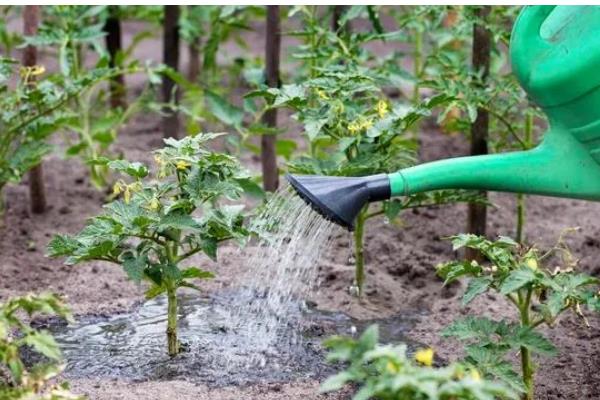 番茄如何科学追肥，幼果进入膨大期后要勤追猛保