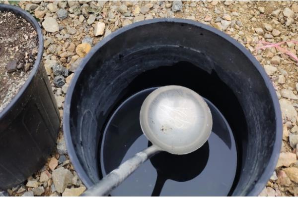 番茄如何科学追肥，幼果进入膨大期后要勤追猛保