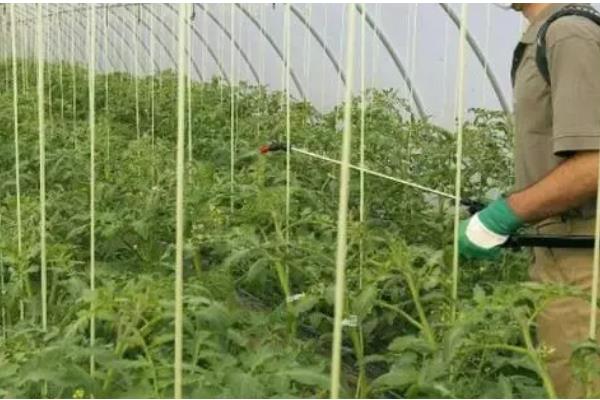 番茄如何科学追肥，幼果进入膨大期后要勤追猛保