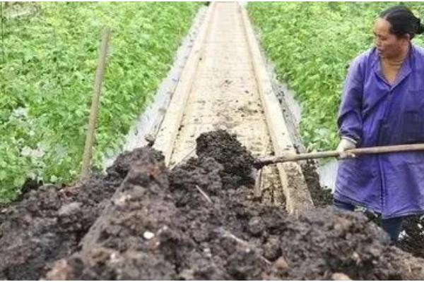 番茄如何科学追肥，幼果进入膨大期后要勤追猛保