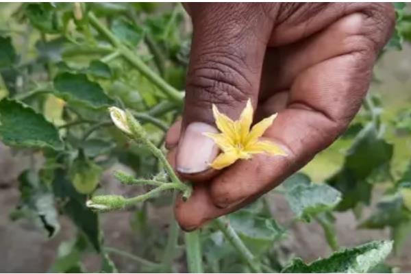 番茄如何科学追肥，幼果进入膨大期后要勤追猛保