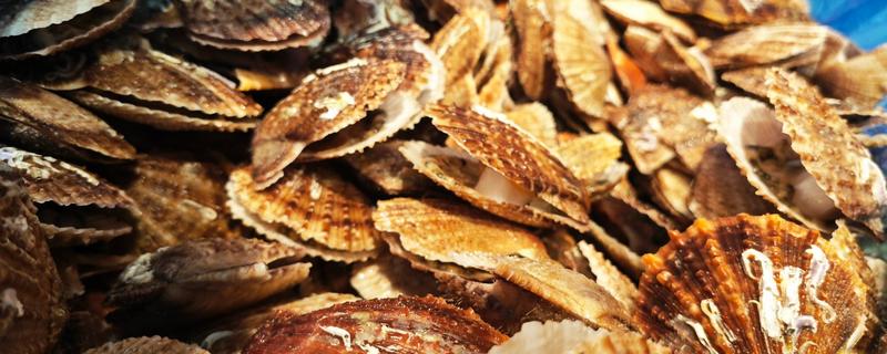 有哪些没有牙齿的动物，有扇贝、水母等