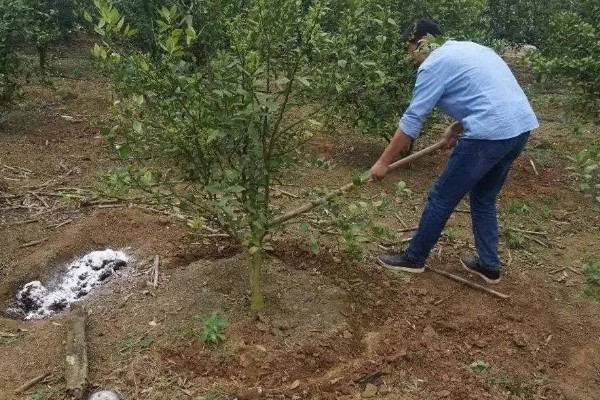 金桔树什么时候施肥，春季、结果后都可以追施