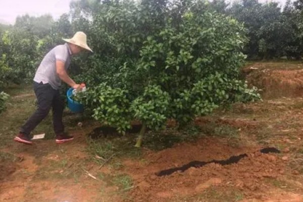 金桔树什么时候施肥，春季、结果后都可以追施