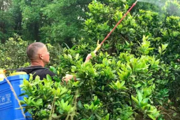 金桔树什么时候施肥，春季、结果后都可以追施