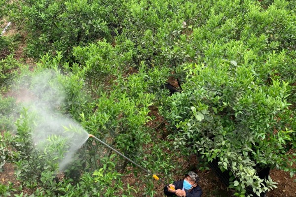 金桔树什么时候施肥，春季、结果后都可以追施