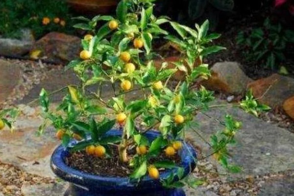 金桔树什么时候施肥，春季、结果后都可以追施