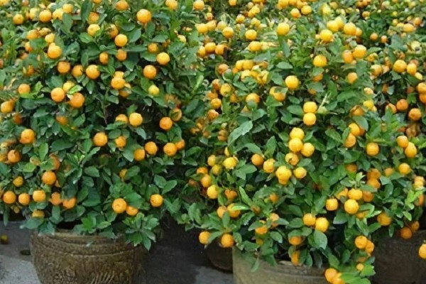 金桔树什么时候施肥，春季、结果后都可以追施
