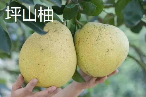 柚子的品种，有沙田柚、文旦等