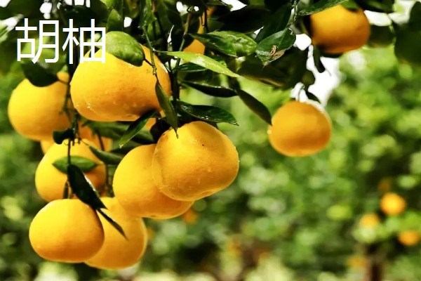 柚子的品种，有沙田柚、文旦等