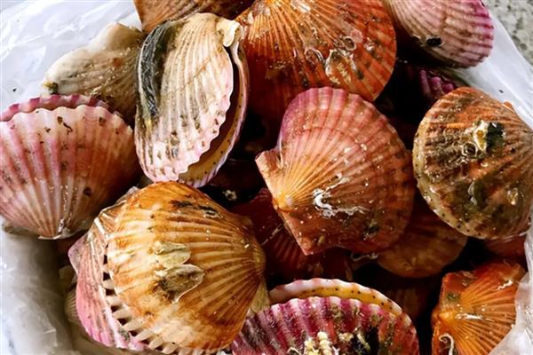 有哪些没有牙齿的动物，有扇贝、水母等