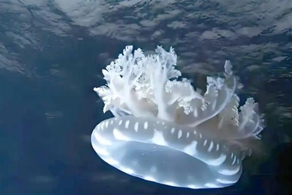 有哪些没有牙齿的动物，有扇贝、水母等